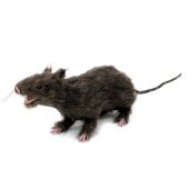 EUROPALMS Rat, lifelike with coat 30cm